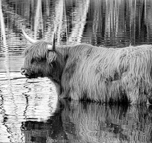Schotse hooglanders  “Zwart Wit Edition” in water