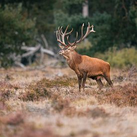 Le majestueux cerf élaphe sur Kevin van den Hoven