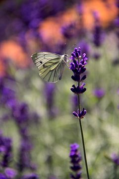 Schmetterling auf Lavendel. von Floyd Angenent