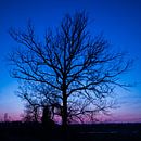 Blauwe uur (boom) van Eriks Photoshop by Erik Heuver thumbnail