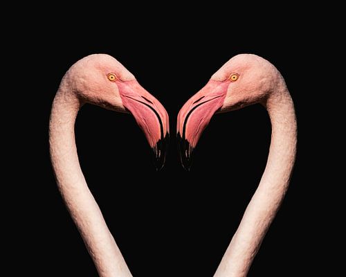 Flamingo Liebe