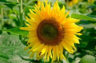 Sonnenblume von Hennnie Keeris Miniaturansicht