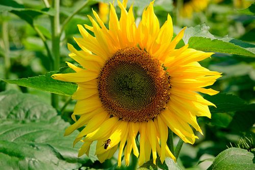 Tournesol