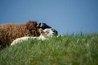 Schaap