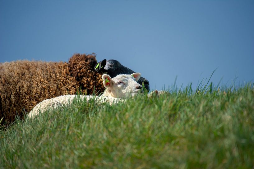 Schaap par Walter Kleeven