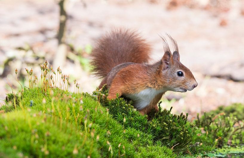 The Squirrel by Merijn Loch