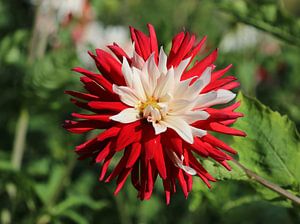 Dahlia Patriot