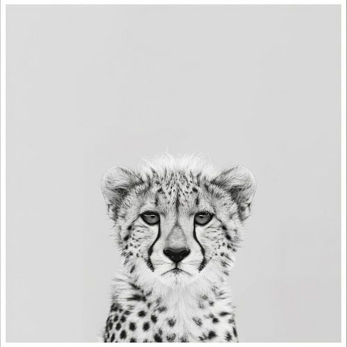 Cheetah