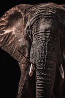Olifant