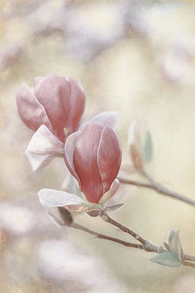 Magnolia by Lars van de Goor
