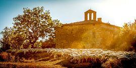 Schafherde bei der Kirchenruine, Kirche der Heiligen Lorentino und Pergentino in Cosona, Val d'Orcia, Toskana, Italien.