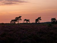 Summer sunset heather