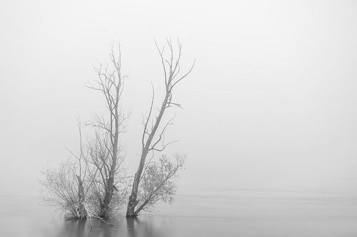 Flooded tree in Rhine floodplain