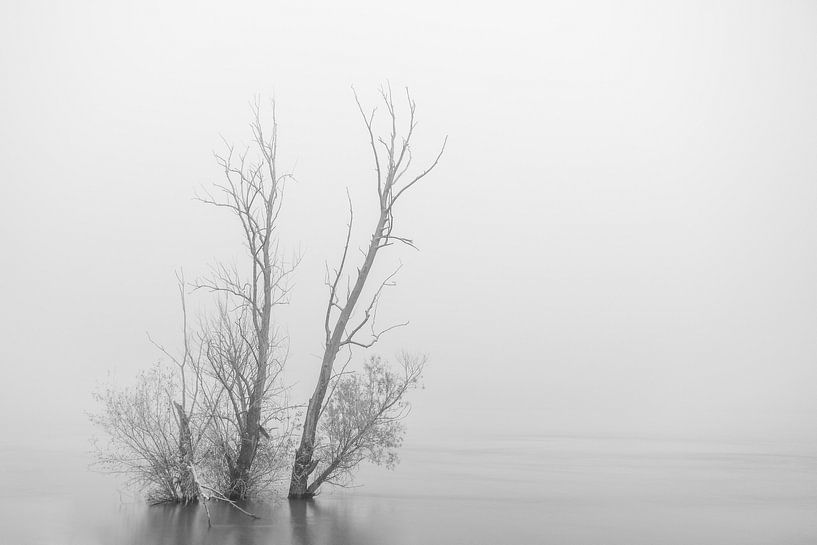 Flooded tree in Rhine floodplain by Mike Nuijs