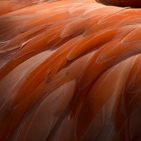 Flamingo von Ingrid Mooij