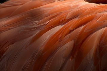 Flamingo van Ingrid Mooij