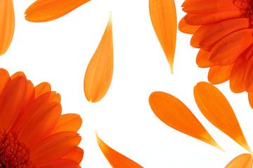 Orangene Gerbera's (3)