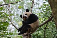 Panda géant au sommet d'un arbre à Chengdu, Chine