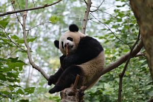 Großer Panda auf einem Baum in Chengdu, China