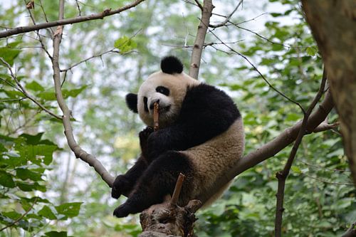 Reuzenpanda bovenin boom in Chengdu, China