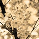 Digital Art Medium Bloemen Planten Bloesem Sepia van Hendrik-Jan Kornelis thumbnail