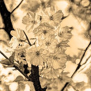 Digital Art Medium Flowers Plants Blossom