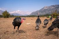 Dindons sauvages dans un paysage de montagne, désert
