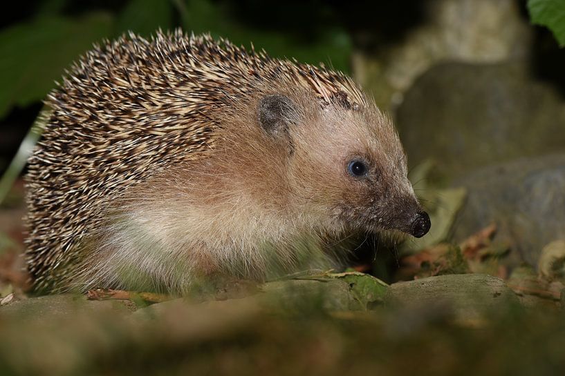 Egel in de tuin van Frank Heinen