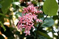 Tropische bloem in volle bloei in Laos