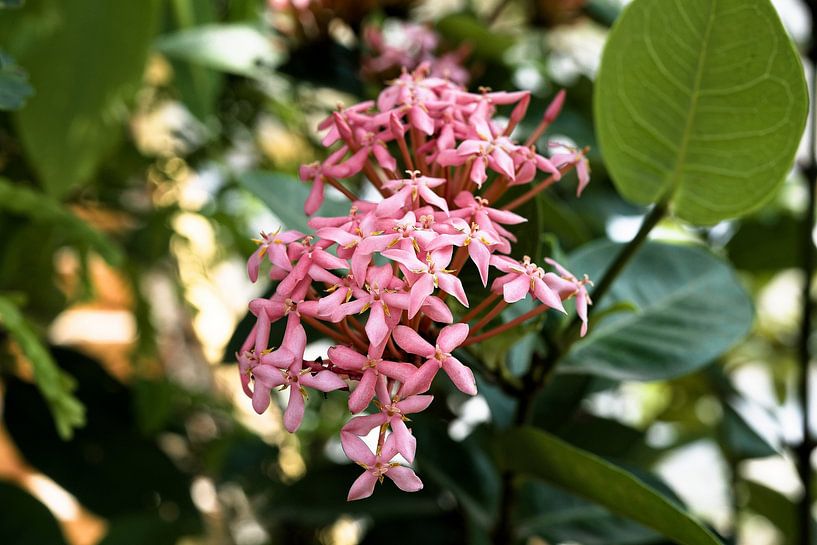 Tropical flower in full bloom in Laos by Frank Photos