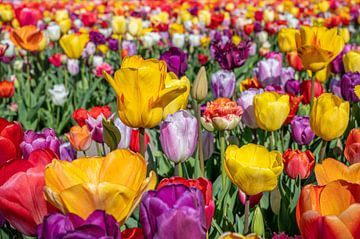 Tulpenfeld mit weiteren Farben der Tulpen von Kok and Kok