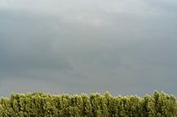Baumreihe mit bewölktem Himmel | Hollands Glorie