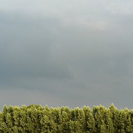 Baumreihe mit bewölktem Himmel | Hollands Glorie von Van Kelly's Hand