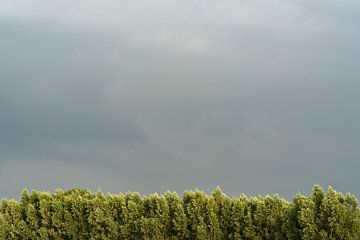 Bomenrij met bewolkte lucht | Hollands Glorie van Van Kelly's Hand