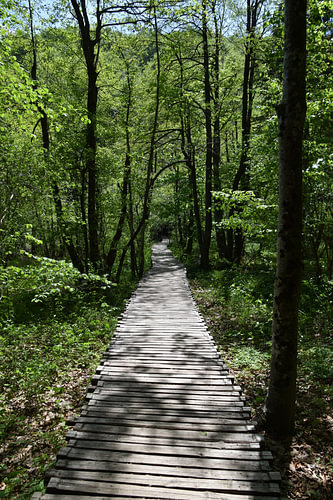 Walking trail in Plitvička Jezera