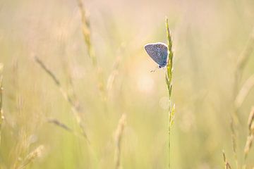Icarusblauwtje in gras met avondlicht van Milou Hinssen