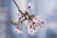 Cherry blossom in South Korea