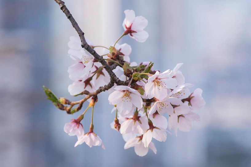 Cherry blossom in South Korea by Tristan Lavender