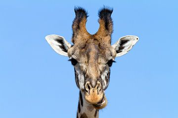 Curious giraffe by Angelika Stern