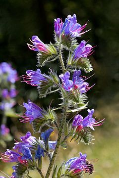 Echium vulgare ou serpentaire sur W J Kok