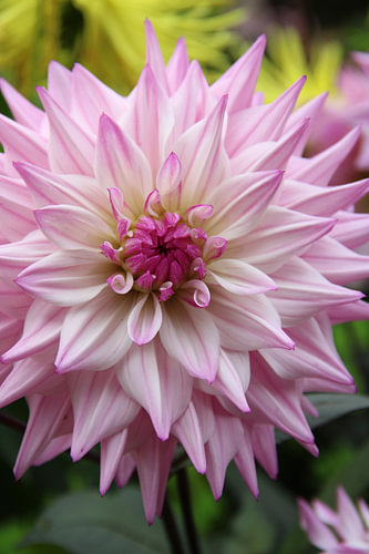 Levendige roze dahlia in de tuin