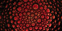 panorama of a red gerbera in drops