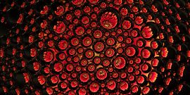 Rot: Panorama einer roten Gerbera in Tropfen von Marjolijn van den Berg