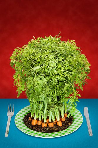 Vers! van Steve Van Hoyweghen