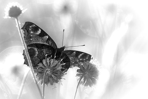 Sfeerfoto van dagpauwoog in zwart-wit
