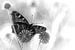 Sfeerfoto van dagpauwoog in zwart-wit van Elbert Brethouwer