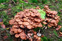Mushrooms