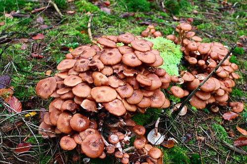 Paddenstoelen