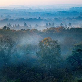 Baumkronen im Herbst von YvePhotography