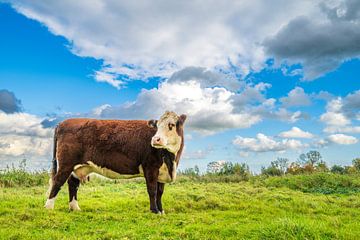 Koeien grazen in de uiterwaarden van de IJssel